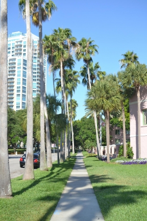 Palm lined streets in Downtown St Petersburg Florida