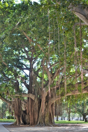 Banyan trees provide shade and playtime for kids in North Straub park steps away from 400 Beach Dr in Downtown St Petersburg Florida