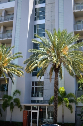 475 Condos Downtown St Petersburg Florida