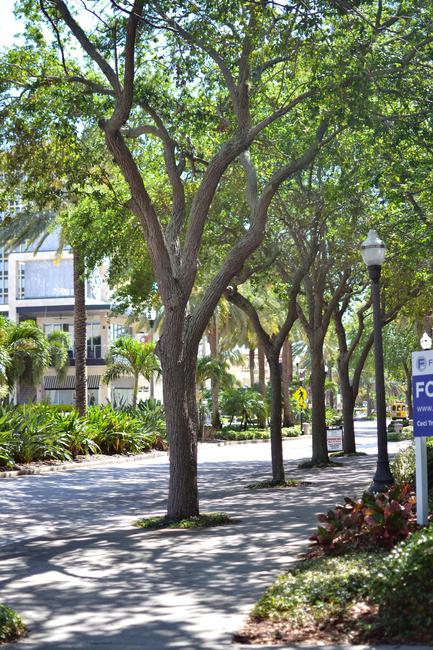 Downtown St Petersburg Florida is full of lush landscaping and beautiful walkways