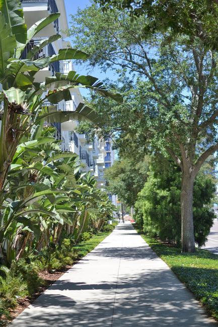 Downtown St Petersburg Florida is full of lush landscaping and beautiful walkways